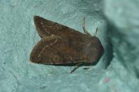 Orthosia incerta