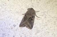 Orthosia gothica
