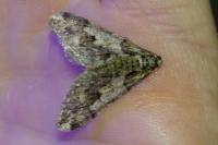 Agriopis leucophaearia