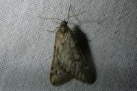 Alsophila aescularia