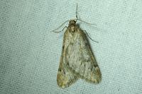 Alsophila aescularia