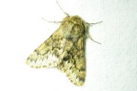 Apocheima hispidaria