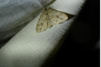 Ectropis crepuscularia