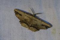 Menophra abruptaria