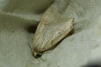 Pachycnemia hippocastanaria