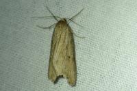 Pachycnemia hippocastanaria