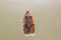 Agonopterix