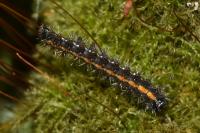 Spilosoma lubricipeda