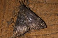 Hypena obsitalis