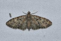 Eupithecia abbreviata