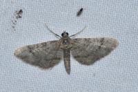 Gymnoscelis rufifasciata