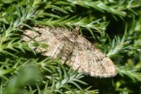 Gymnoscelis rufifasciata