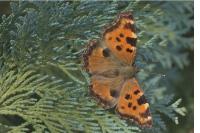 Nymphalis polychloros