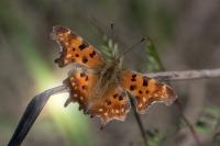 Polygonia c-album