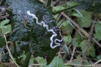 Stigmella aurella