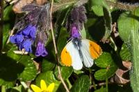 Anthocharis cardamines