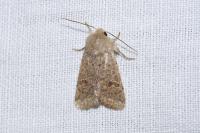 Orthosia cruda