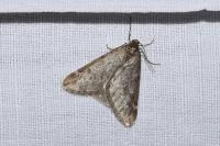 Alsophila aescularia