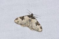 Xanthorhoe fluctuata