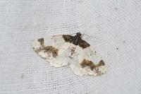 Ligdia adustata