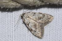 Nola confusalis