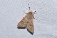 Orthosia miniosa