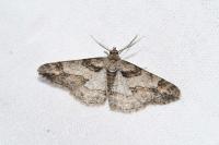 Cleora cinctaria