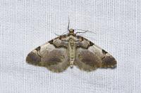 Anticlea derivata