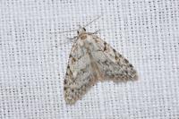 Nola cicatricalis