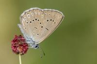 Phengaris teleius