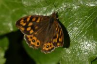 Pararge aegeria