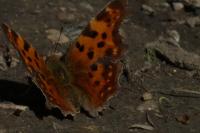 Polygonia c-album