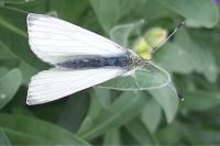 Pieris napi