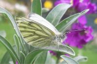 Pieris napi