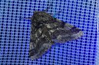Lycia hirtaria