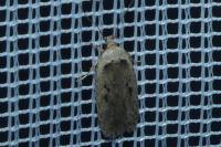 Agonopterix yeatiana