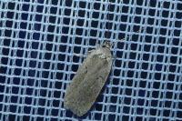 Agonopterix yeatiana