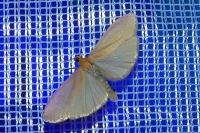 Wittia sororcula