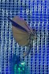 Wittia sororcula