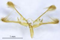 Nola cicatricalis