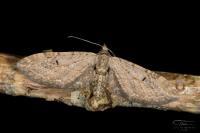 Eupithecia innotata