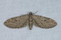 Eupithecia innotata