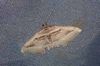 Costaconvexa polygrammata