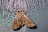 Orthosia cruda