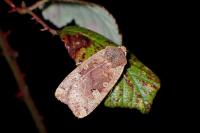 Conistra erythrocephala