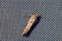 Digitivalva pulicariae