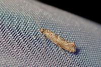 Digitivalva pulicariae