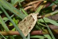 Agonopterix ocellana