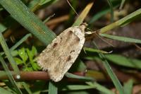 Agonopterix ocellana
