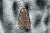 Pachycnemia hippocastanaria